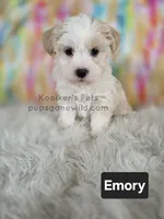 Emory, a male Bichon Frise and Shih Tzu for sale in Boyden, IA – 2 of 6