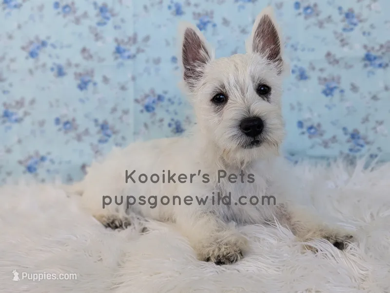 AKC Zoey – West Highland White Terrier puppy for sale in Boyden, IA