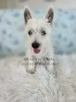 Anastasia - SALE, a female West Highland White Terrier for sale in Boyden, IA – 2 of 3
