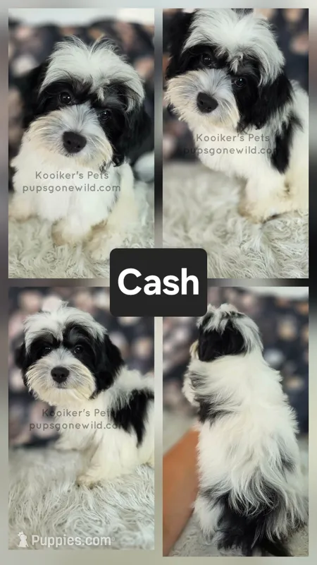 Cash – Bichon Frise, Shih Tzu puppy for sale in Boyden, IA