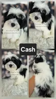 Cash, a male Bichon Frise and Shih Tzu for sale in Boyden, IA – 1 of 1