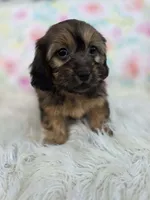 Dahlia, a female Shih Tzu and Miniature Dachshund for sale in Boyden, IA – 3 of 4