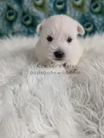 Dimitri, a male West Highland White Terrier for sale in Boyden, IA – Photo 2 of 5