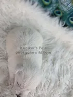 Dimitri, a male West Highland White Terrier for sale in Boyden, IA – Photo 4 of 5