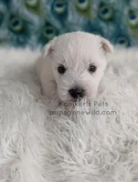 Dimitri, a male West Highland White Terrier for sale in Boyden, IA – Photo 3 of 5