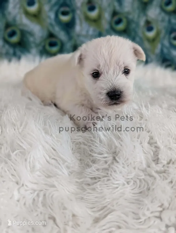 Dimitri – West Highland White Terrier puppy for sale in Boyden, IA