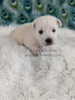 Dimitri, a male West Highland White Terrier for sale in Boyden, IA – Photo 1 of 5