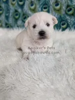 Dimitri, a male West Highland White Terrier for sale in Boyden, IA – Photo 5 of 5