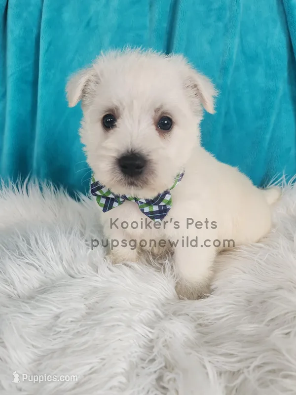 Dimitri – West Highland White Terrier puppy for sale in Boyden, IA