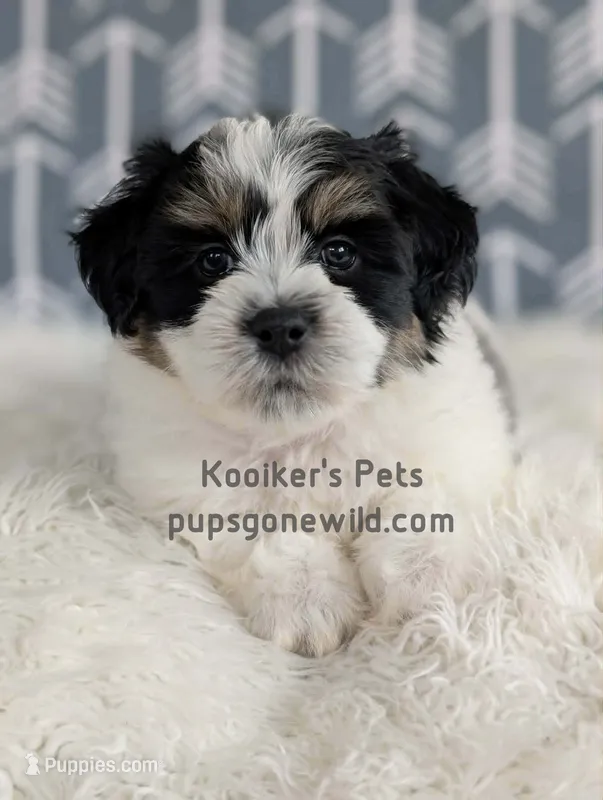 Duke – Bichon Frise, Shih Tzu puppy for sale in Boyden, IA