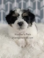 Duke, a male Bichon Frise and Shih Tzu for sale in Boyden, IA – 1 of 4