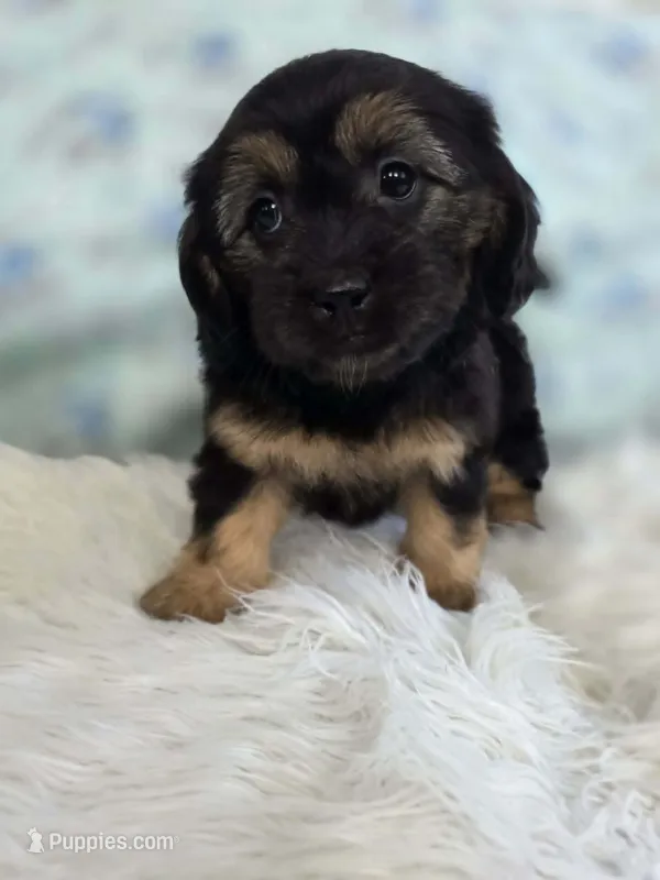 Daisy – Shih Tzu, Miniature Dachshund puppy for sale in Boyden, IA