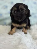 Daisy, a female Shih Tzu and Miniature Dachshund for sale in Boyden, IA – 1 of 4