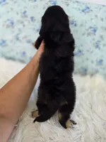 Daisy, a female Shih Tzu and Miniature Dachshund for sale in Boyden, IA – 4 of 4