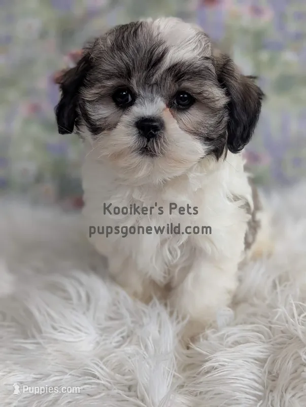 Lady – Shichon puppy for sale in Boyden, IA