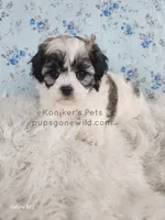 Lady, a female Shichon for sale in Boyden, IA – Photo 3 of 5
