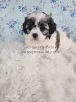 Lady, a female Shichon for sale in Boyden, IA – Photo 2 of 5