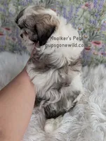 Lady, a female Shichon for sale in Boyden, IA – Photo 2 of 4