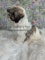 Lady, a female Shichon for sale in Boyden, IA – Photo 4 of 4