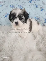 Lady, a female Shichon for sale in Boyden, IA – Photo 4 of 5