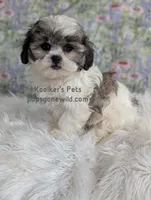 Lady, a female Shichon for sale in Boyden, IA – Photo 3 of 4