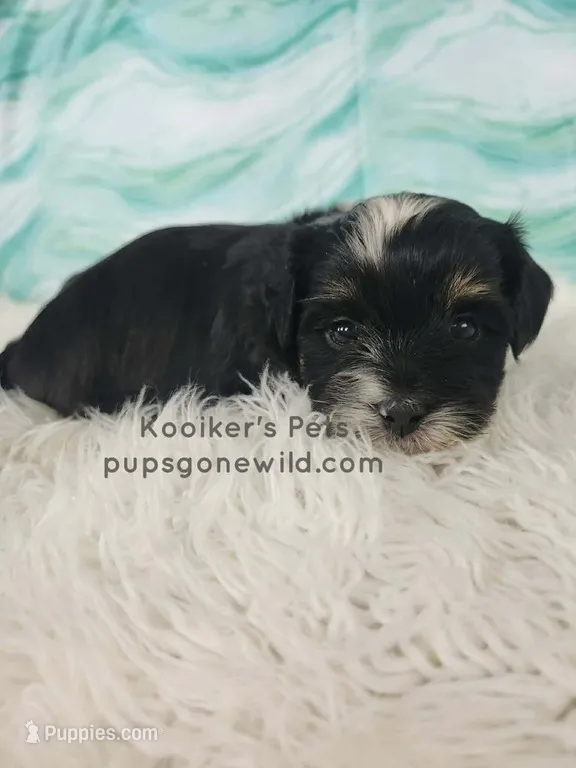Paxton – Bichon Frise, Shih Tzu puppy for sale in Boyden, IA