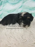 Paxton, a male Bichon Frise and Shih Tzu for sale in Boyden, IA – 1 of 3