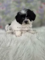 Emmie, a female Bichon Frise and Shih Tzu for sale in Boyden, IA – 3 of 3