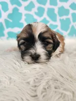 Percy, a male Bichon Frise and Shih Tzu for sale in Boyden, IA – 2 of 3