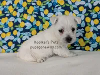 AKC Zoey, a female West Highland White Terrier for sale in Boyden, IA – Photo 2 of 6