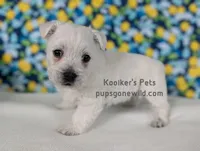 AKC Zoey, a female West Highland White Terrier for sale in Boyden, IA – Photo 6 of 6