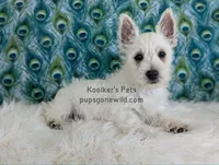 AKC Zoey, a female West Highland White Terrier for sale in Boyden, IA – 5 of 5