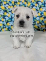 AKC Zoey, a female West Highland White Terrier for sale in Boyden, IA – Photo 5 of 6