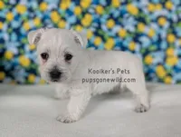 AKC Zoey, a female West Highland White Terrier for sale in Boyden, IA – Photo 4 of 6