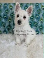 AKC Zoey, a female West Highland White Terrier for sale in Boyden, IA – 2 of 5