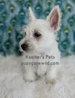 AKC Zoey, a female West Highland White Terrier for sale in Boyden, IA – 3 of 5