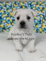AKC Zoey, a female West Highland White Terrier for sale in Boyden, IA – Photo 3 of 6