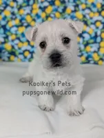 AKC Zoey, a female West Highland White Terrier for sale in Boyden, IA – Photo 1 of 6