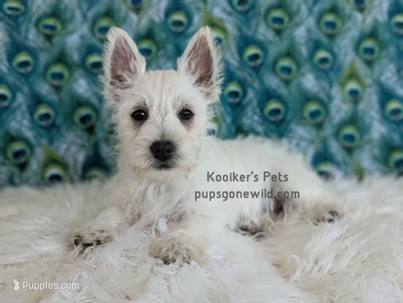 AKC Zoey – West Highland White Terrier puppy for sale in Boyden, IA