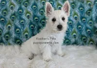 AKC Zoey, a female West Highland White Terrier for sale in Boyden, IA – 4 of 5
