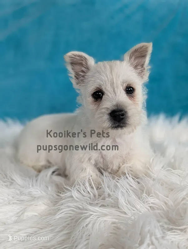 AKC Zoey – West Highland White Terrier puppy for sale in Boyden, IA