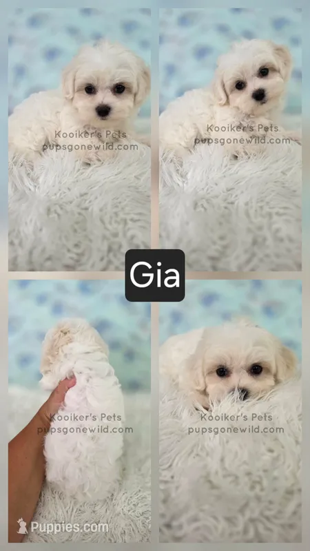 Gia – Shichon puppy for sale in Boyden, IA