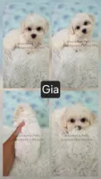 Gia, a female Shichon for sale in Boyden, IA – 1 of 1