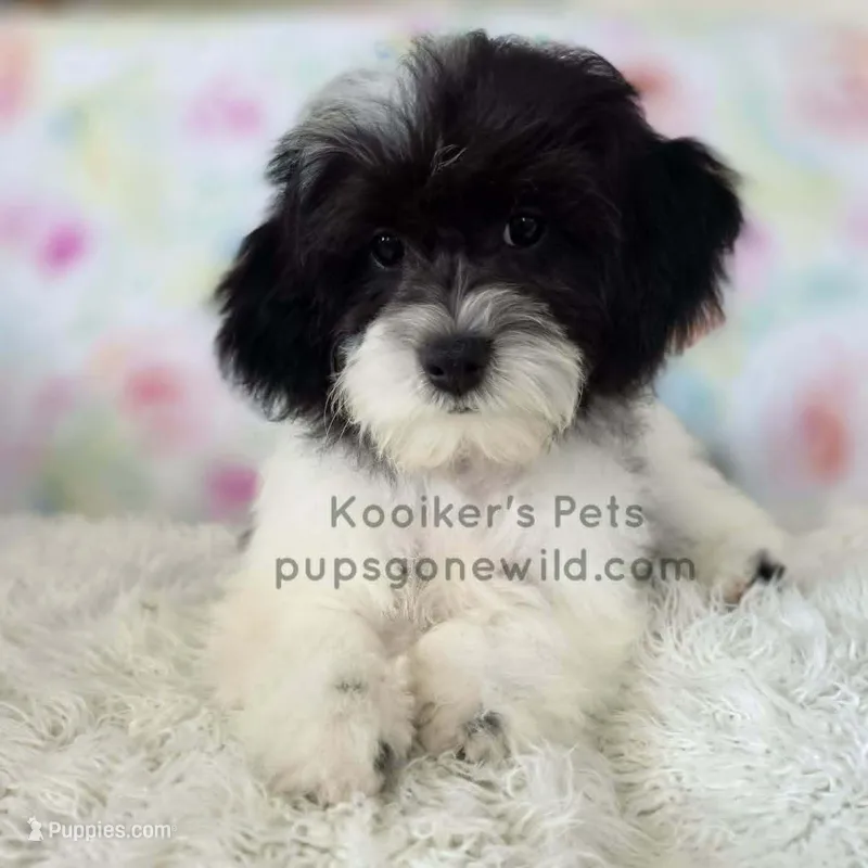 Flora – Bichon Frise, Shih Tzu puppy for sale in Boyden, IA