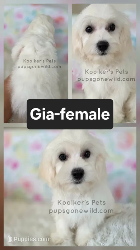Gia – Shichon puppy for sale in Boyden, IA