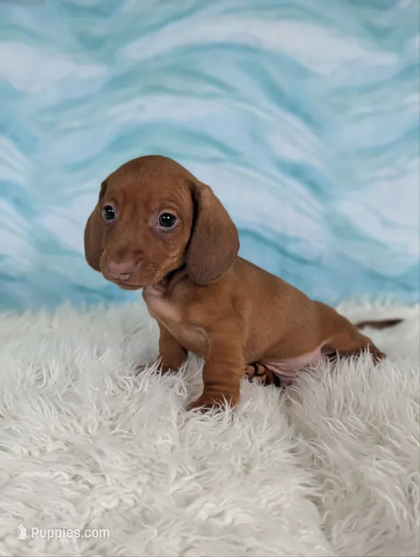 Snickerdoodle – Miniature Dachshund puppy for sale in Boyden, IA