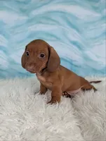 Snickerdoodle, a male Miniature Dachshund for sale in Boyden, IA – 1 of 6