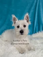 AKC Mira Sale, a female West Highland White Terrier for sale in Boyden, IA – 3 of 6