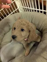 GIGi, a female Miniature Goldendoodle for sale in Boardman, OH – Photo 2 of 2