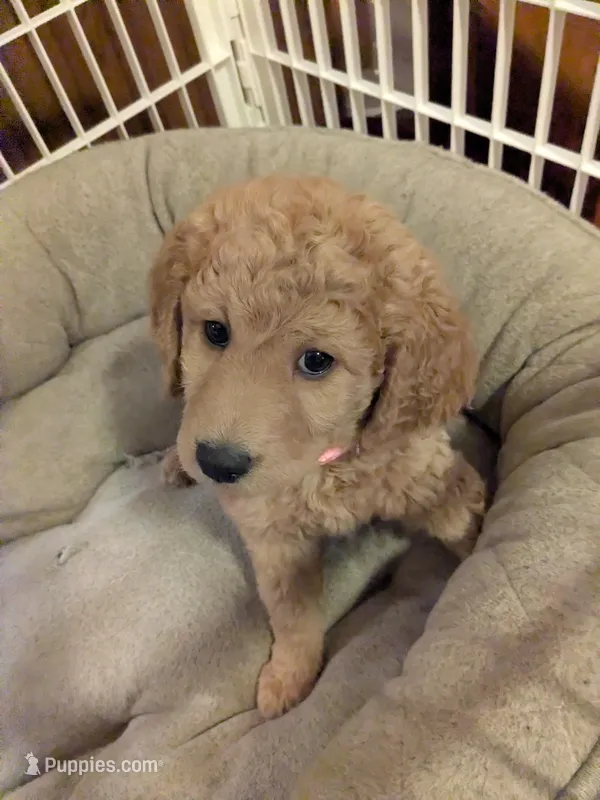 GIGi, a female Miniature Goldendoodle for sale in Boardman, OH – Photo 1 of 2
